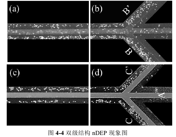 雙級(jí)結(jié)構(gòu)nDEP現(xiàn)象圖