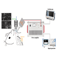ATA-L4水聲功率放大器低強度超聲對小腦皮層神經活動研究中的應用